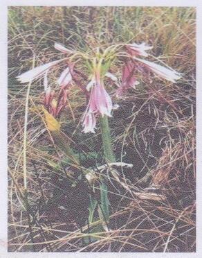 COETZEE-Izak-Johannes-Nn-Sakkie-1946-2017-M_94