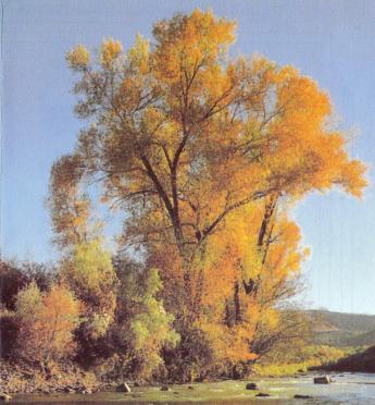 FOSTER-Jacobus-Abraham-1923-1998-M