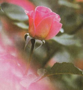 FOURIE-Johanna-Elizabeth-Francina-1900-1992-F