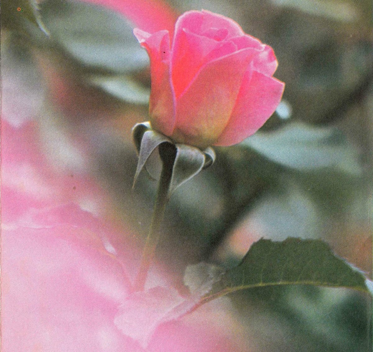 OLIVIER-Rosa-Cornelia-Nn-Rosa-nee-JanseVanVuuren-1910-1990-F_01