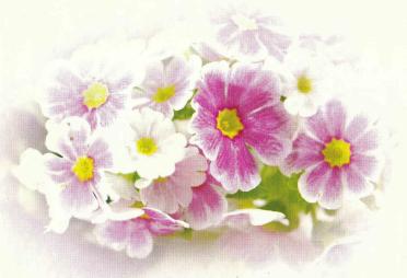 SWART-Wilhelmina-Gertruida-1914-1993-F