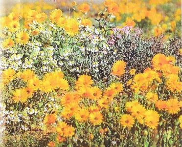 WAAL-DE-Marietjie-1938-2006-F